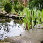 Beautiful,Small,Garden,Pond,With,Stone,Shores,And,Many,Decorative