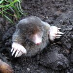 mole-13299-1